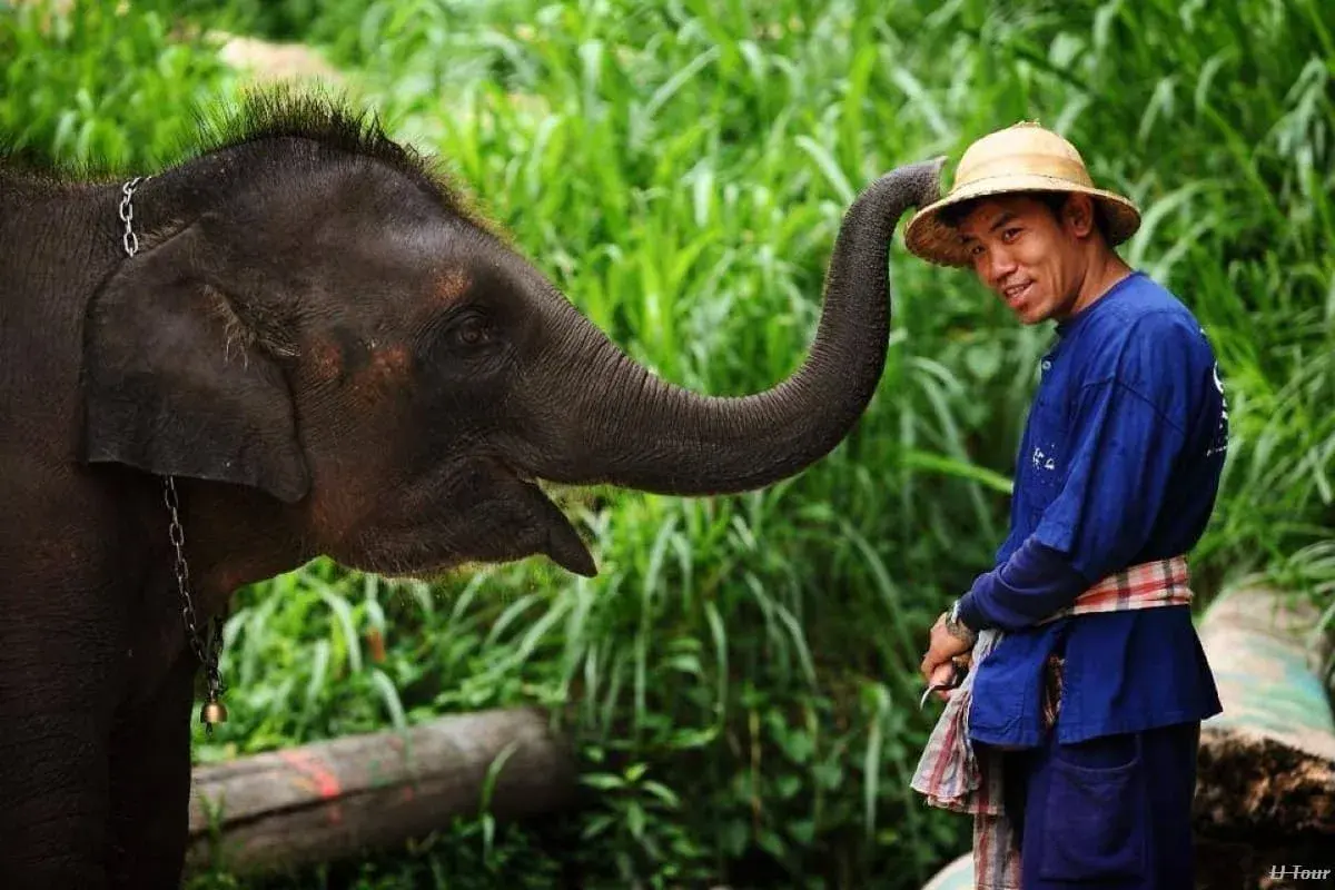 Elephants at Work at Mae Sa Tour - Image 1