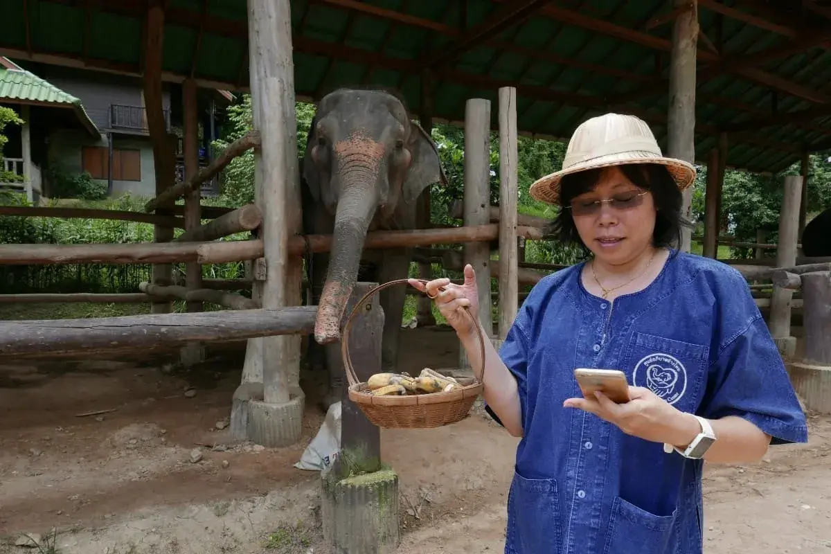 Elephant care full day Mea sa with guide - Image 1