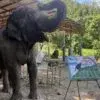 CNX mae taeng elephant bamboo - Image 1