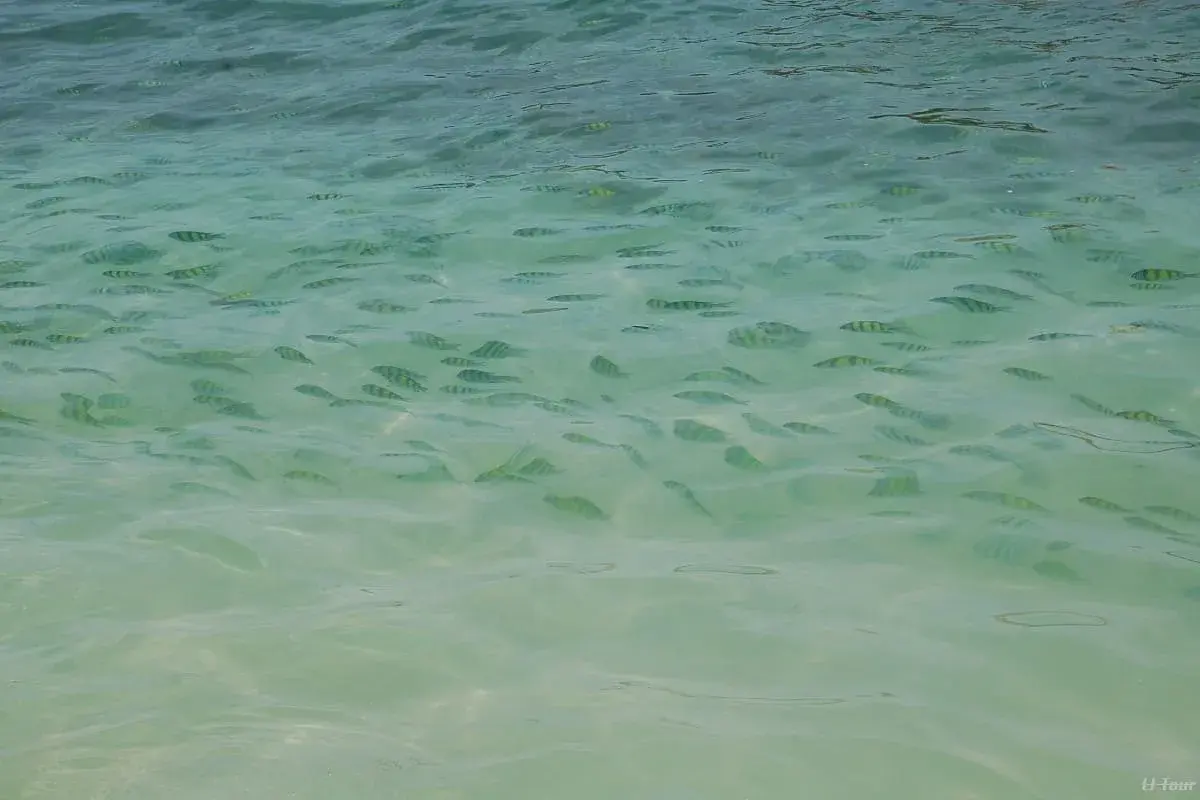KBV Phi Phi Island by Speedboat from Krabi - Image 1