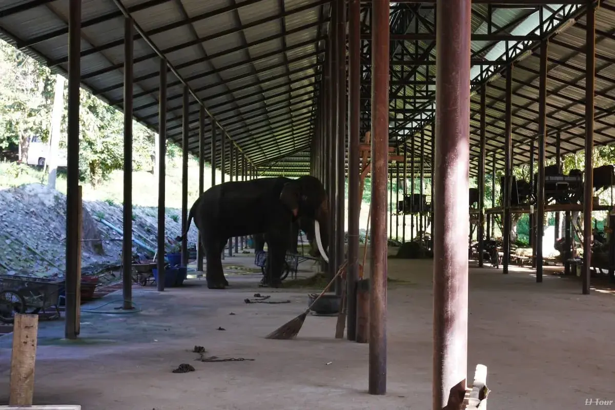 CNX Mahout training in Lampang Take care elephant one day - Image 1