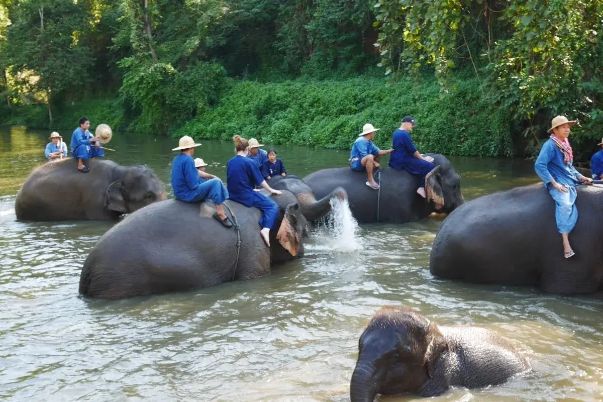 Mahout training LAMPANG - Image 1