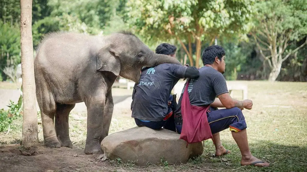 Elephant Life During Covid - Image 1
