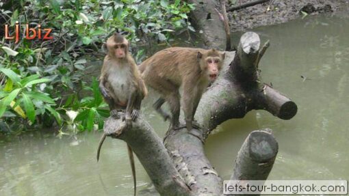 Monkey Island SEE Khlong kon