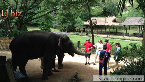 Chiang Mai Maesa elephant camp