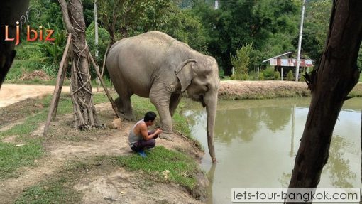 Mea Sa Elephant camp Chiang Mai