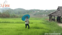 maehongson rice field