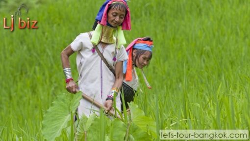 mae hong son rice field hill tribe