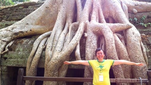 REP taphom Cambodia root tree