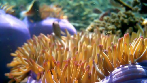 koh tan Sea anemone