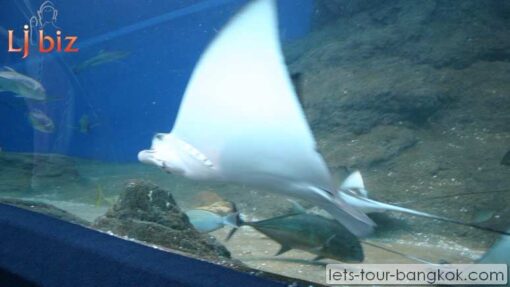 Pattaya under water world