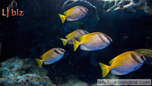 Pattaya under water world