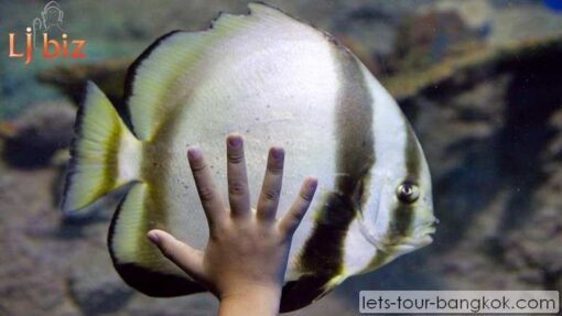 Pattaya under water world
