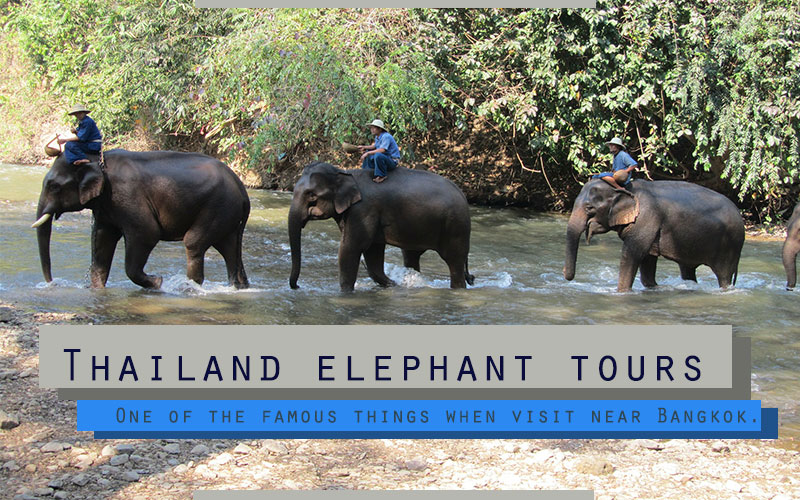 Thailand elephant tours , One of the famous things when visit near Bangkok.