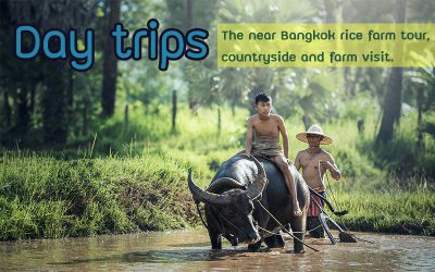 The near Bangkok rice farm tour  , countryside and farm visit