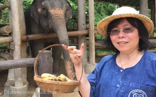 elephant care