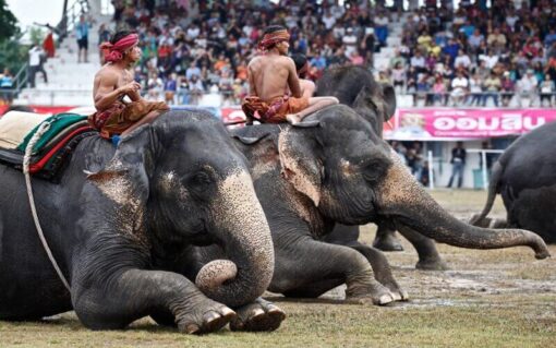 PXR surin elephant round up festival