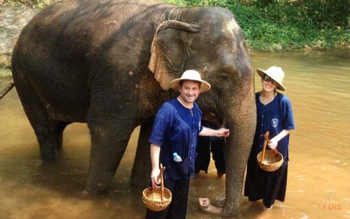 Chiang mai elephant bating on the steam
