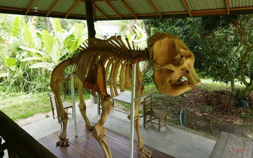 Chiang mai elephant care , skeleton