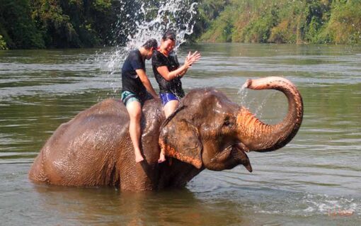 Elephant bathing program