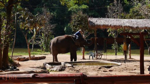 elephant bathing lampang elephant conservation center