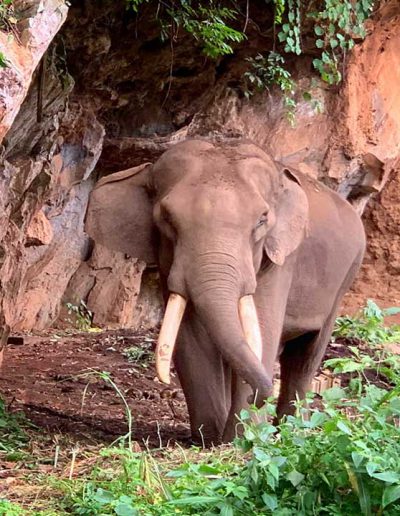 Pattara elephant farm