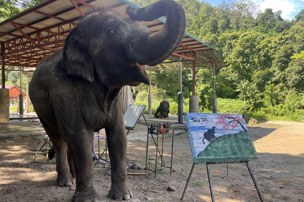 Chiang mai Mae taeng elephant painting