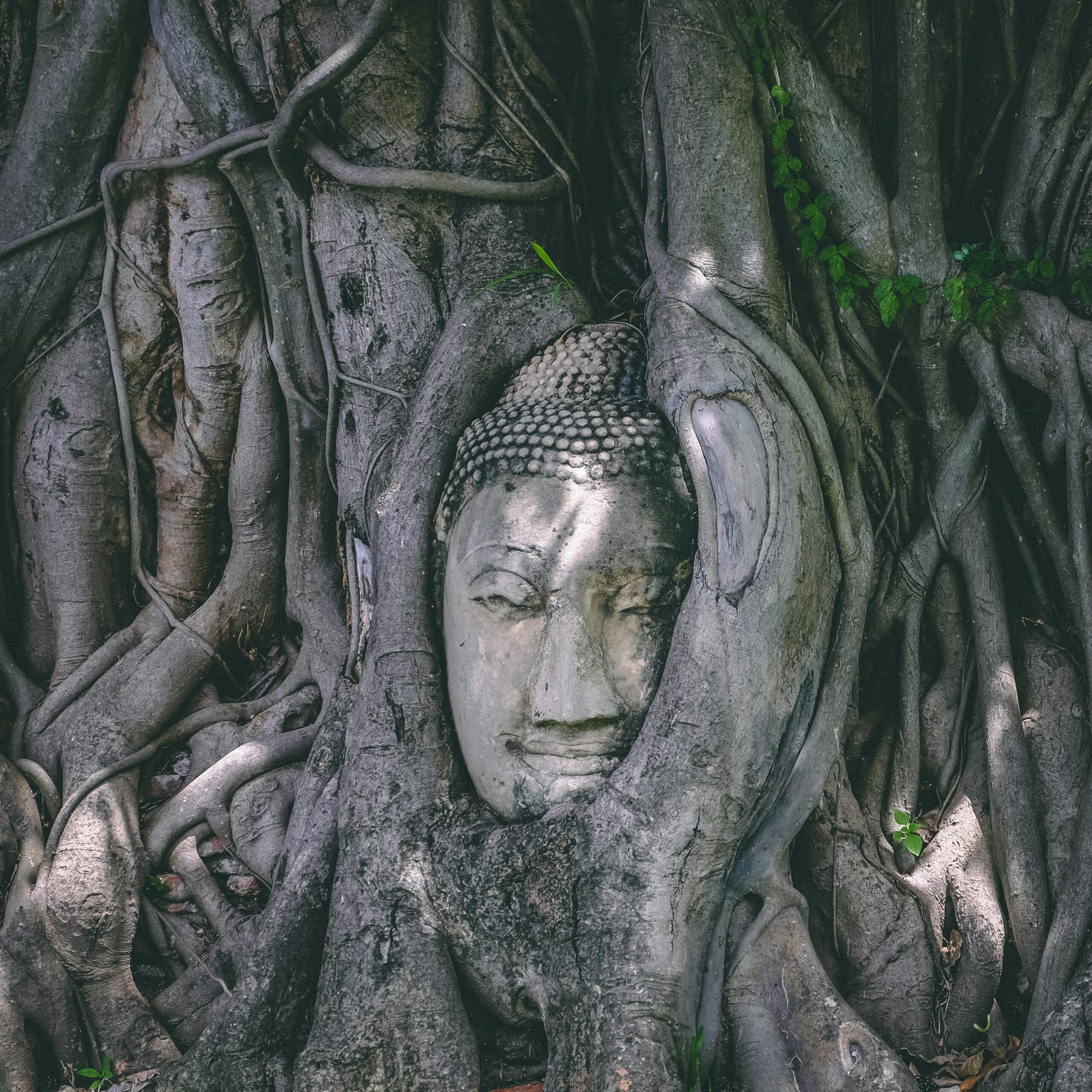 Old stone sculpture representing head of Buddha among wavy tree roots in Thailand